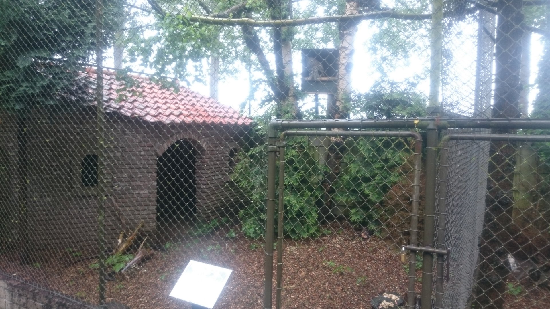 Aviary Great grey owl