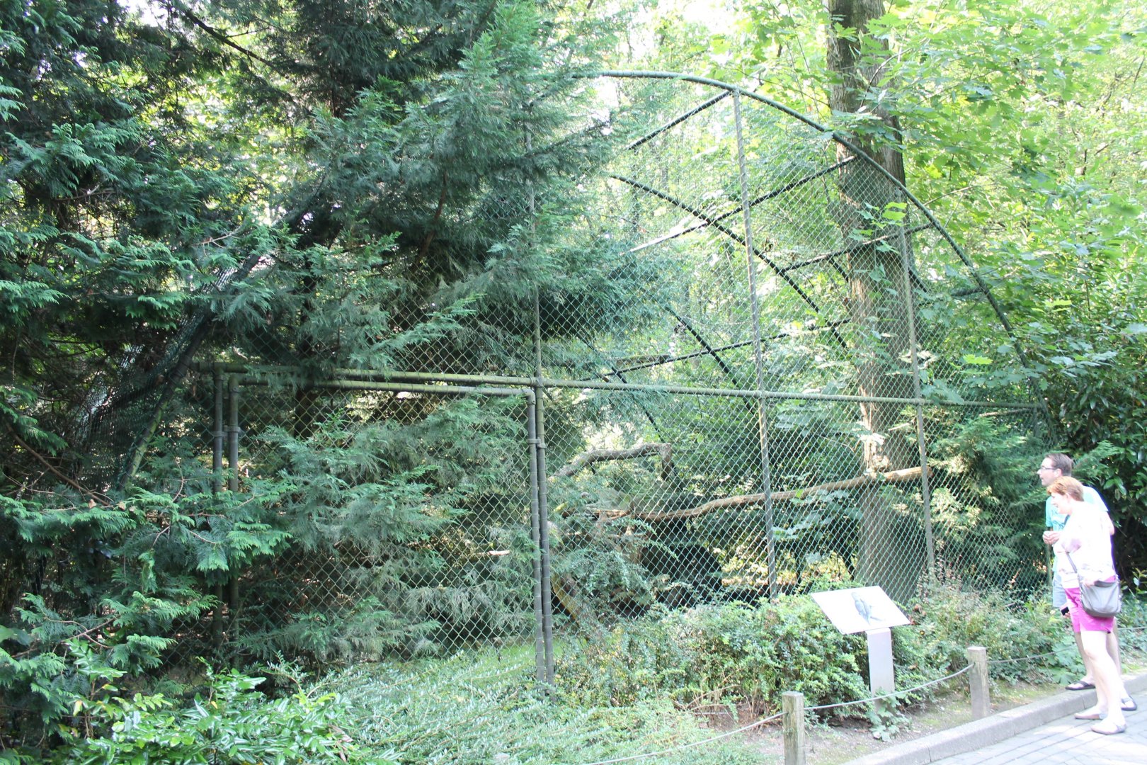 Aviary Great grey owl