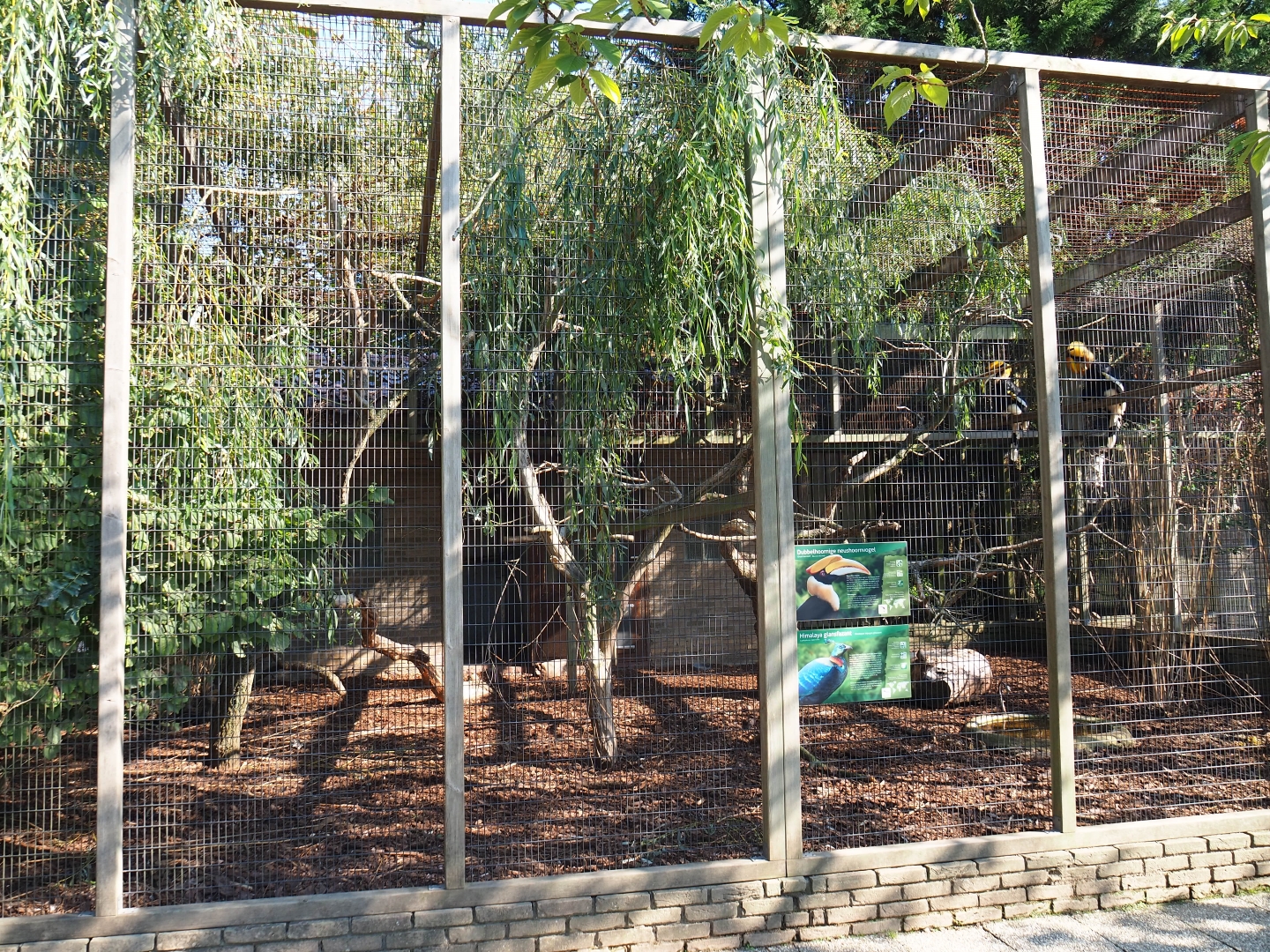 Aviary great hornbill - Himalayan monal pheasant (Sep 2nd, 2018)
