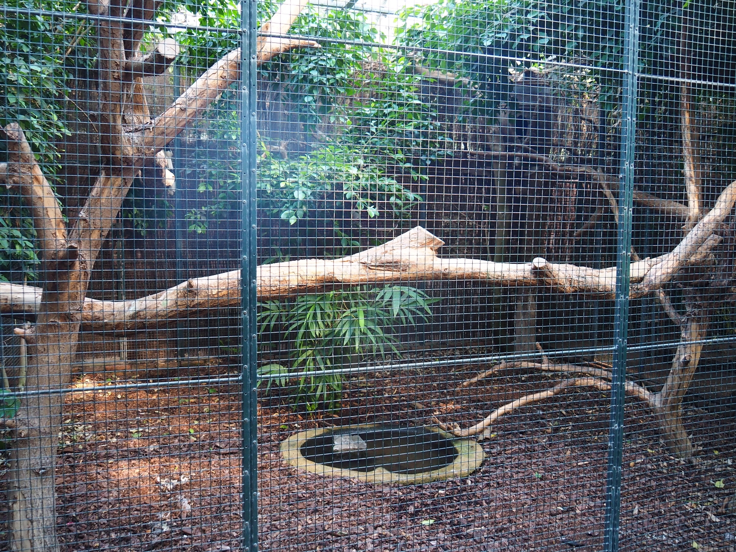 Aviary great hornbill (Sep 2nd, 2018)