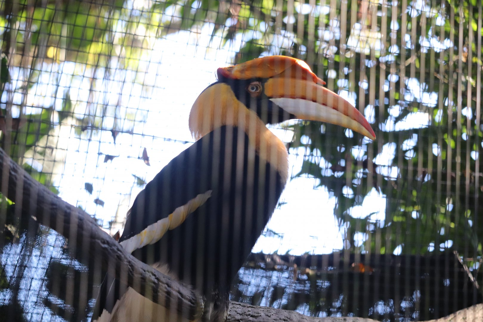 Aviary - Great Indian Horbill