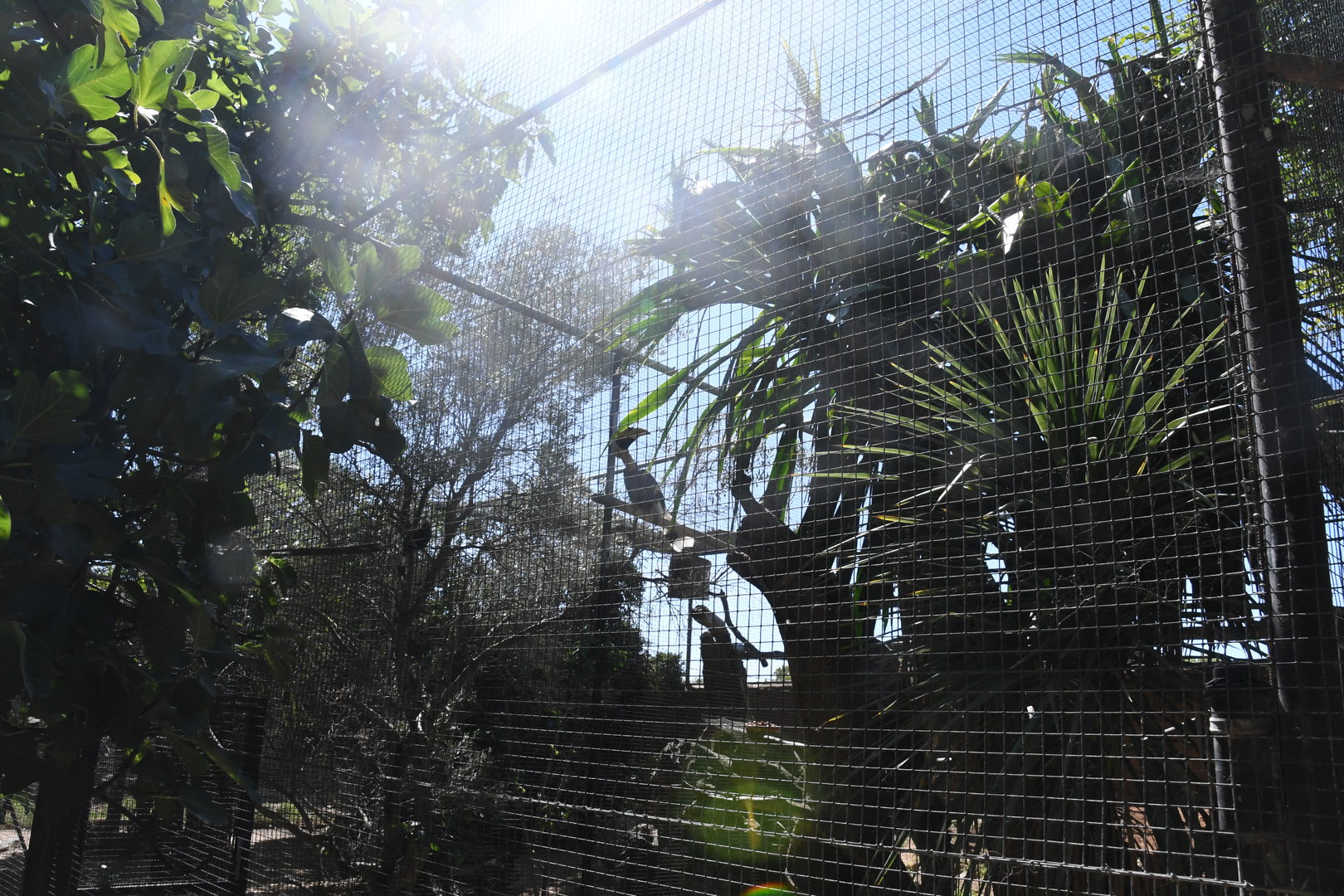 Aviary (Great Indian Hornbill)