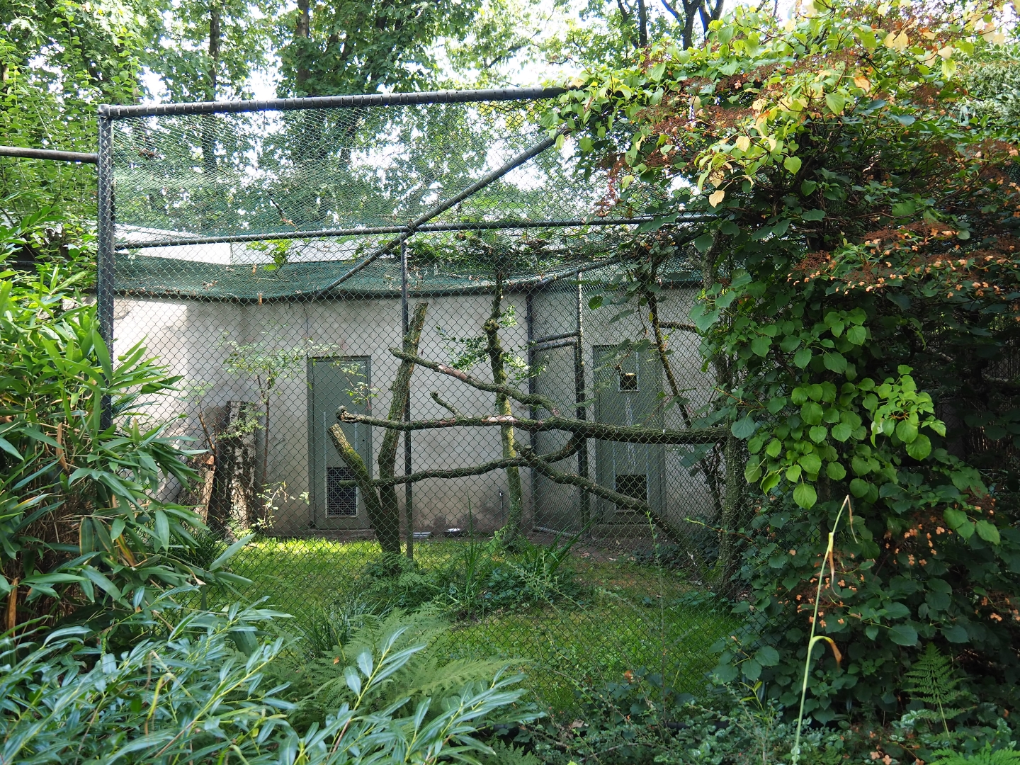 Aviary greater roadrunner (Sep 16th, 2018)