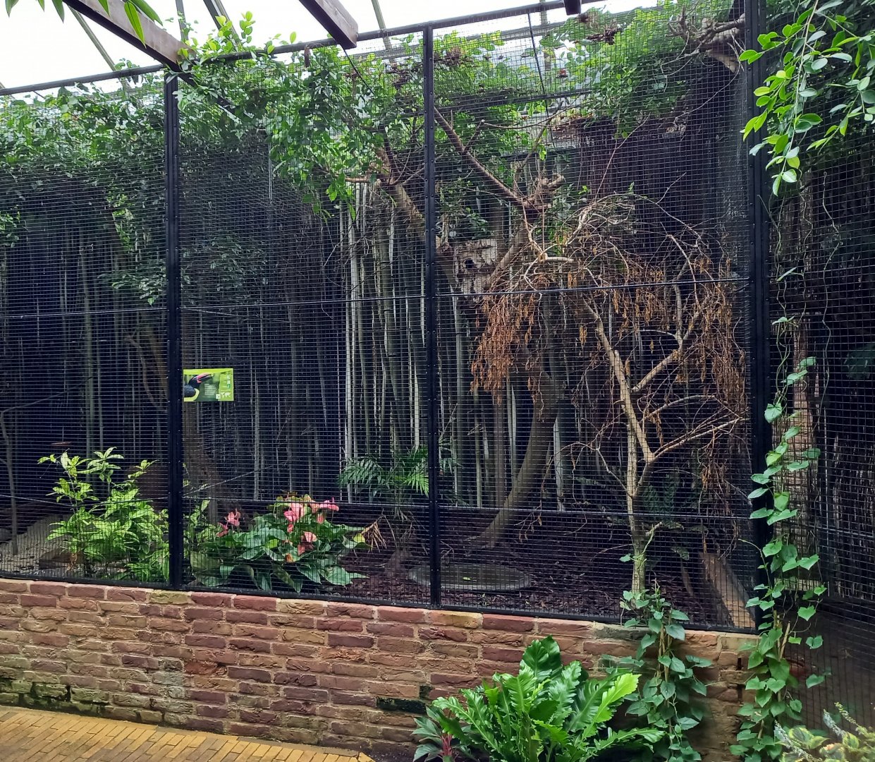 Aviary Green aracari