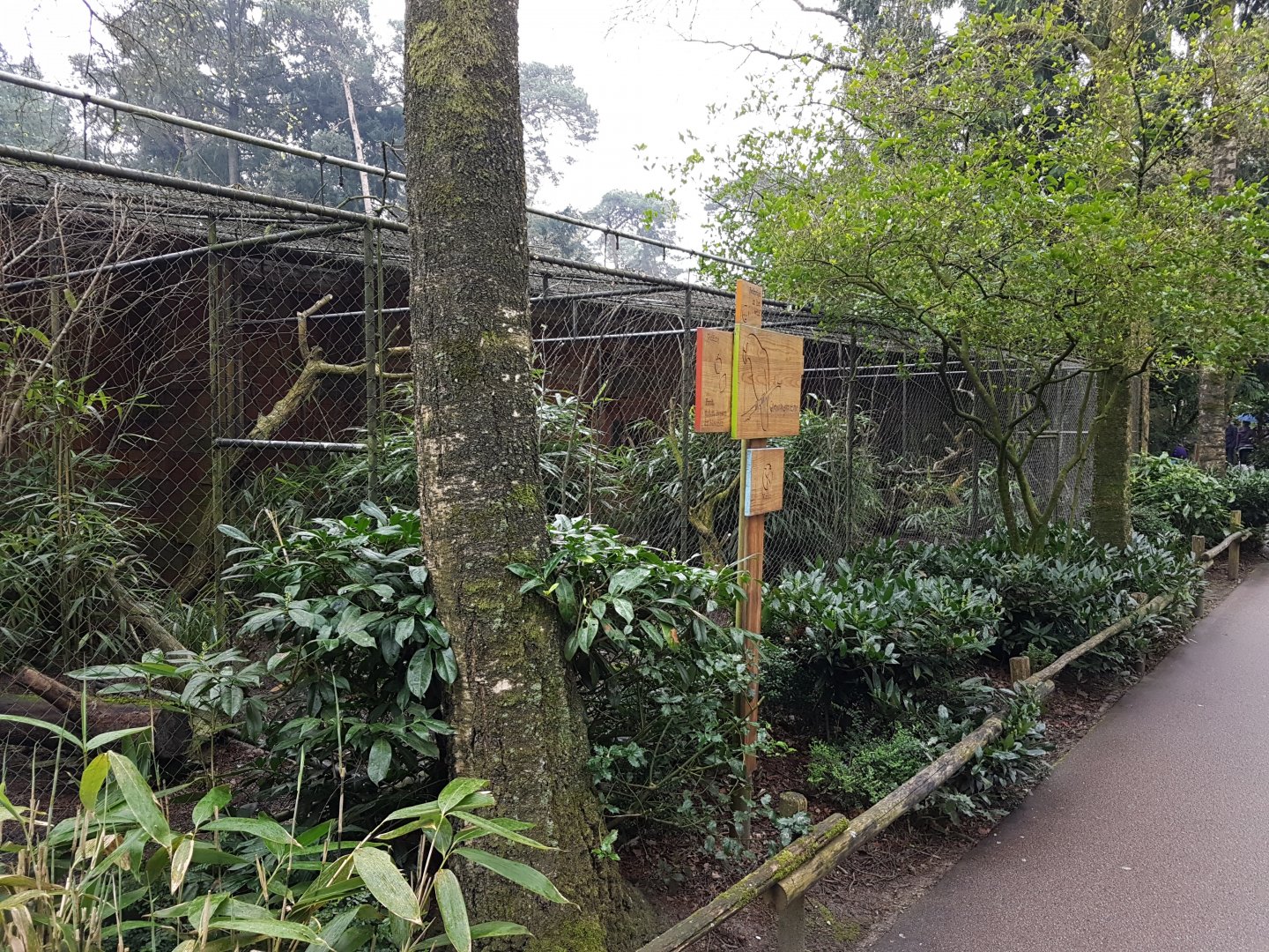 Aviary Green-cheeked amazon