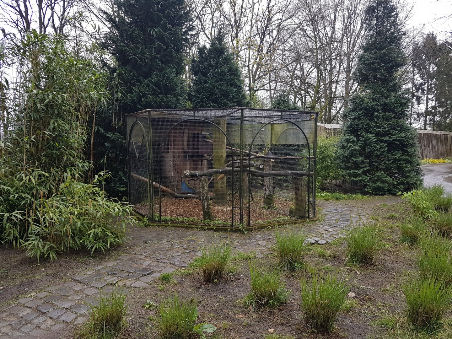 Aviary Green-cheeked amazon