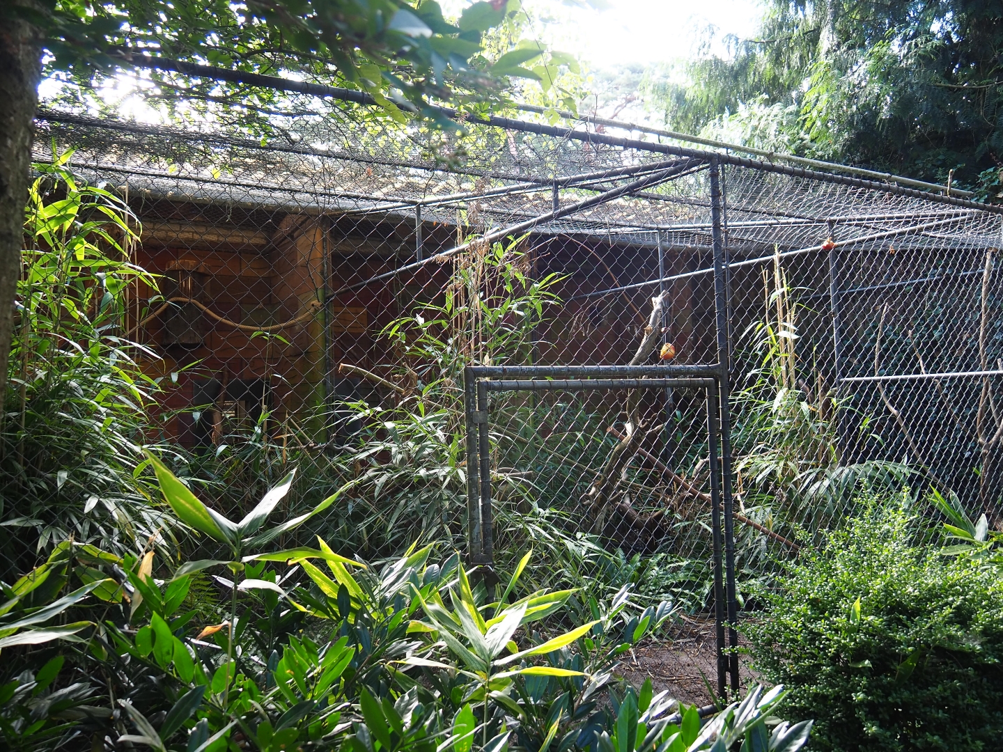 Aviary green-cheeked amazon