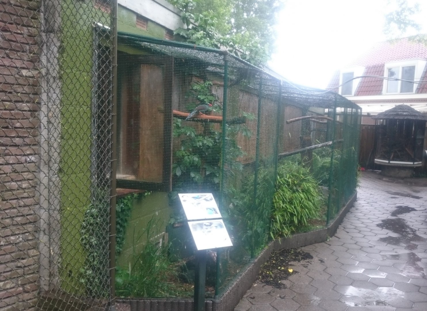 Aviary Green magpie and Thick-knee