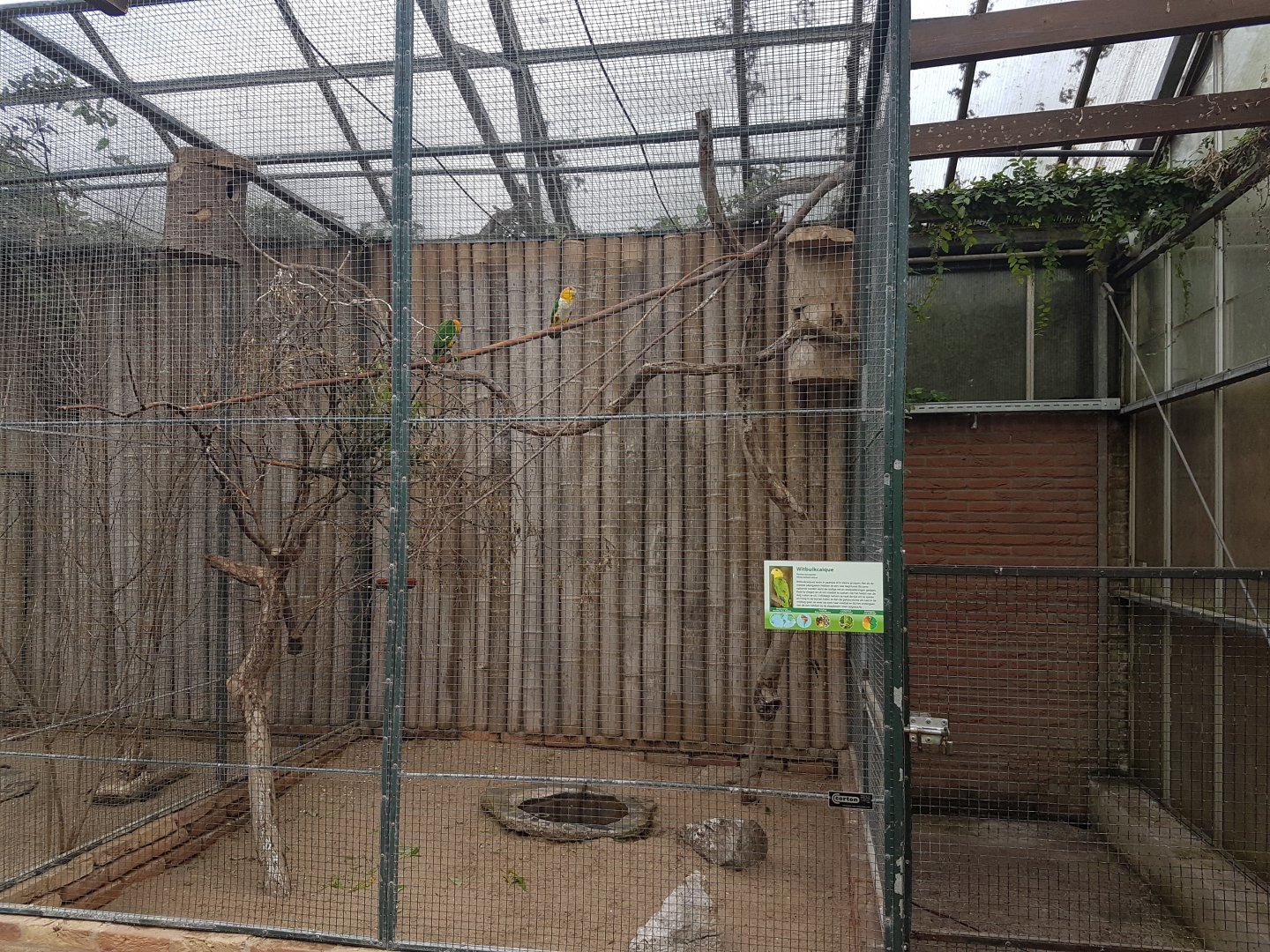 Aviary Green-thighed parrot