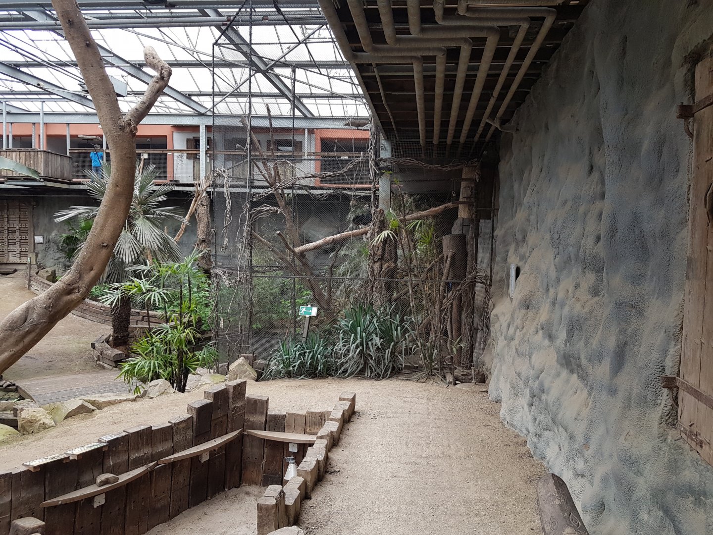 Aviary Grey-cheeked hornbill