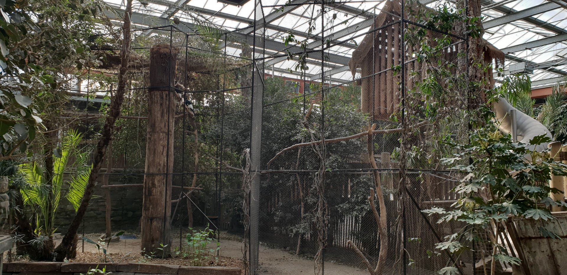 Aviary Grey-cheeked hornbill