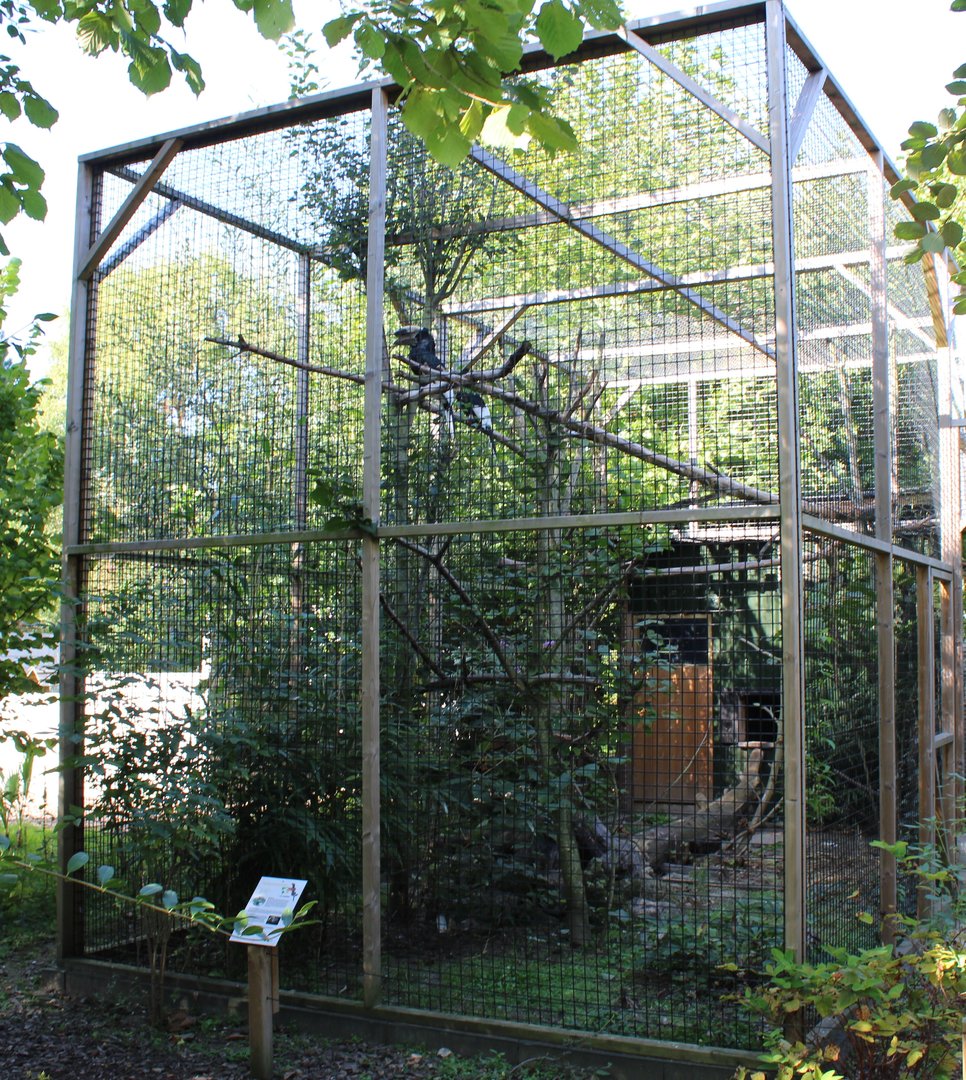 Aviary Grey-cheeked hornbill