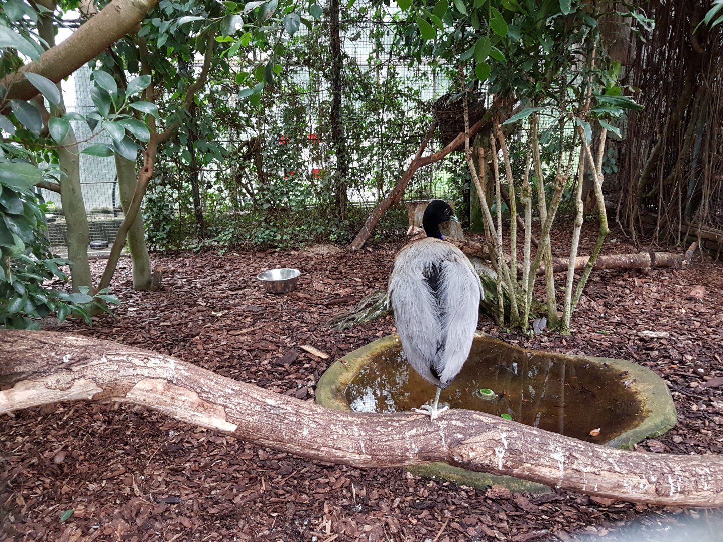 Aviary Grey-winged trumpeter