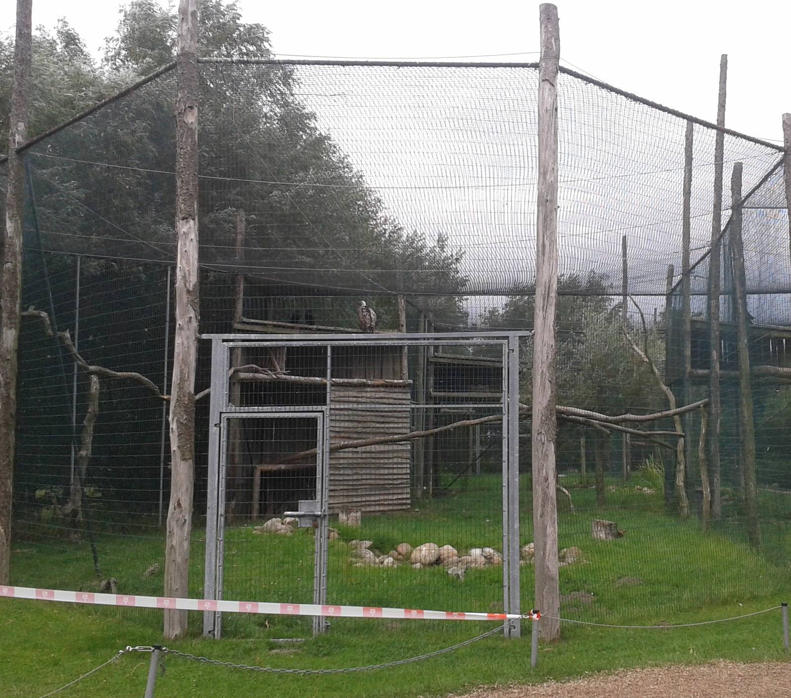 Aviary Griffon vultures