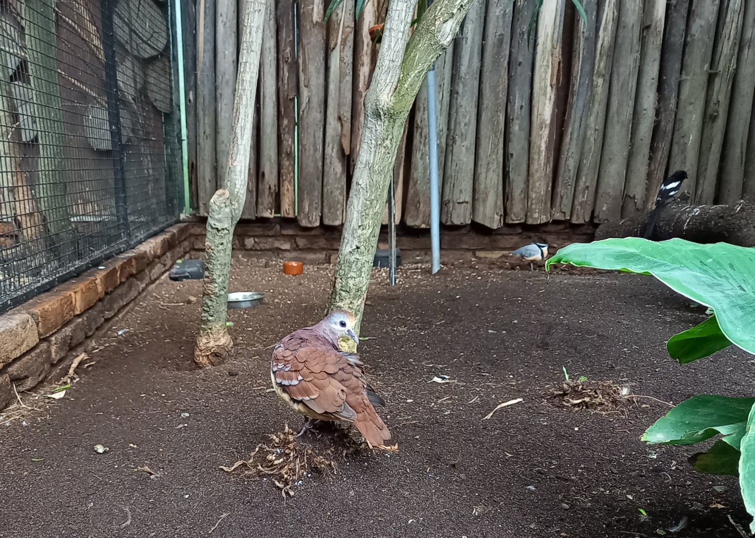 Aviary Ground-dove - Plover - Shrike