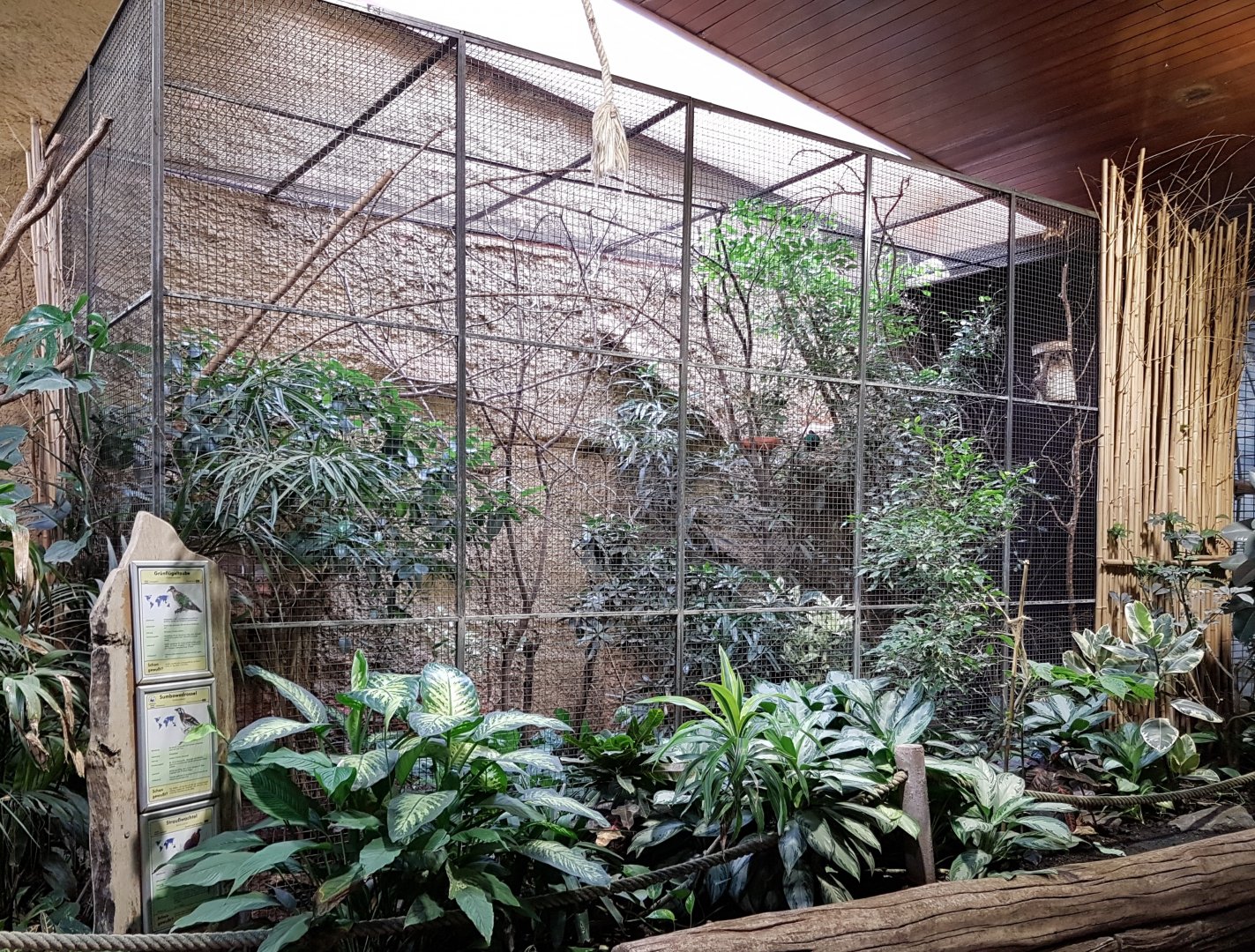 Aviary Ground thrush - Emerald dove - Wood partridge