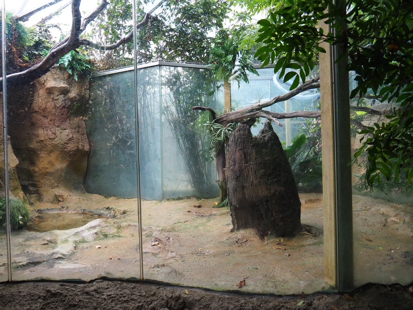 Aviary Guianan cock-of-the-rock (Sep 2nd, 2018)