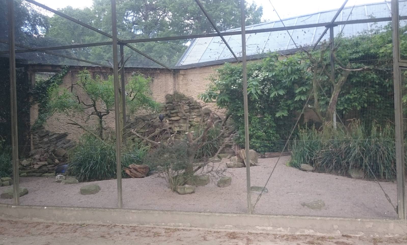 Aviary Guineafowl and Hornbill