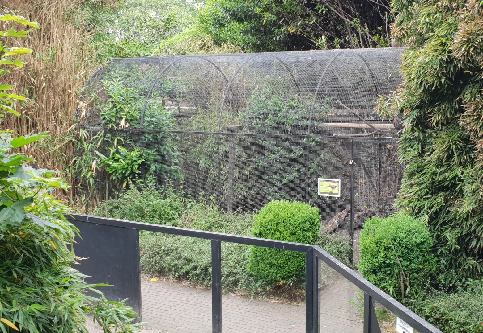 Aviary Harris's hawk