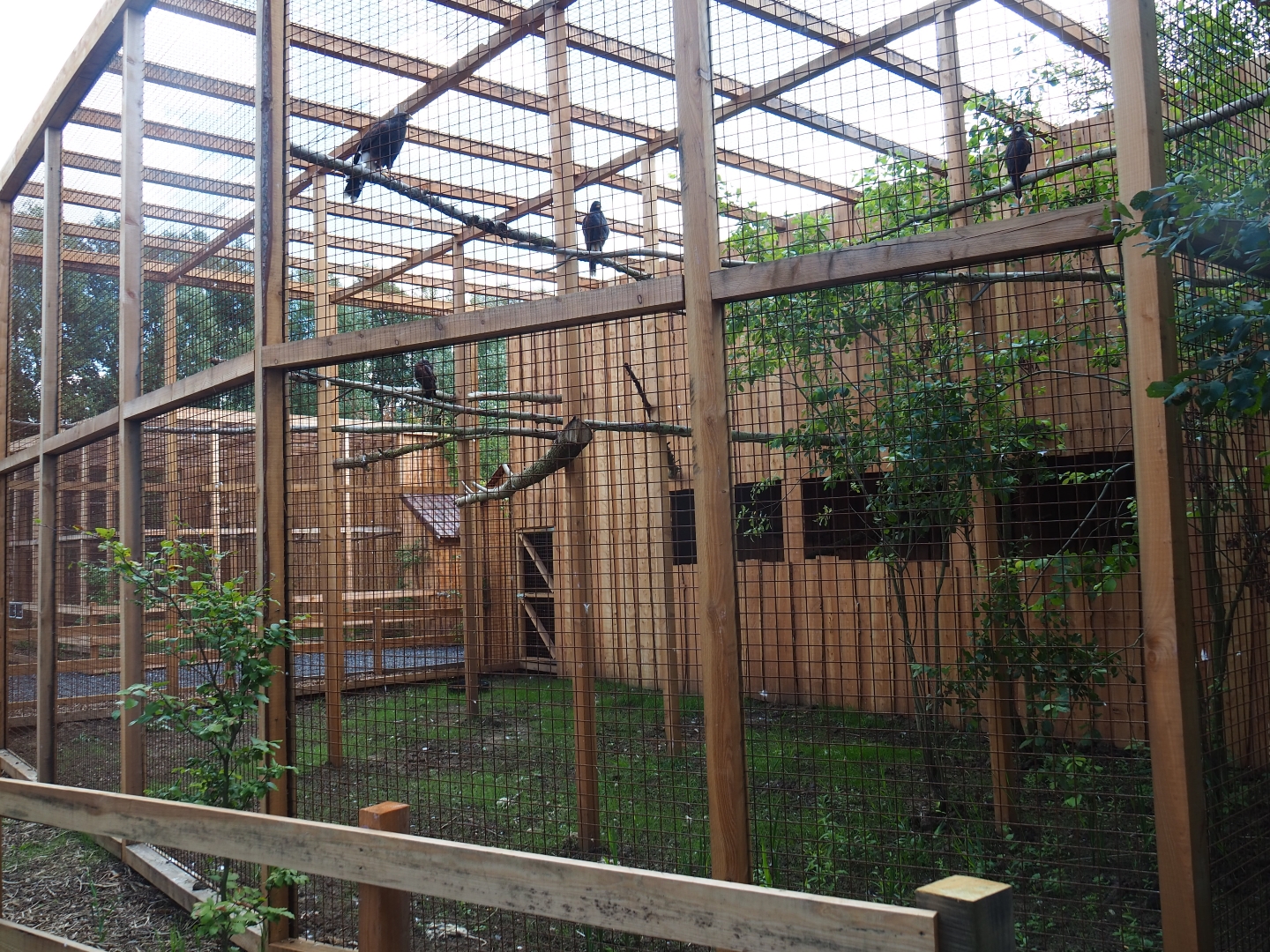 Aviary Harris's hawks (Parabuteo unicinctus)