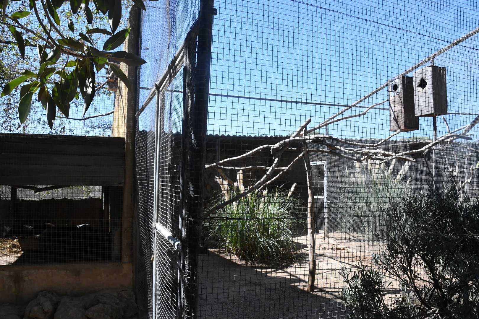 Aviary (Himalayan Monal, Eclectus Parrot, Rose-breasted Cockatoo)