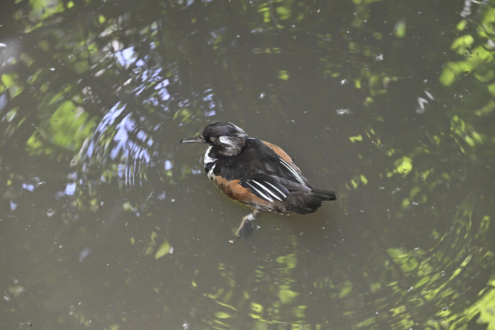 Aviary - Hooded Merganser (Lophodytes cucullatus)