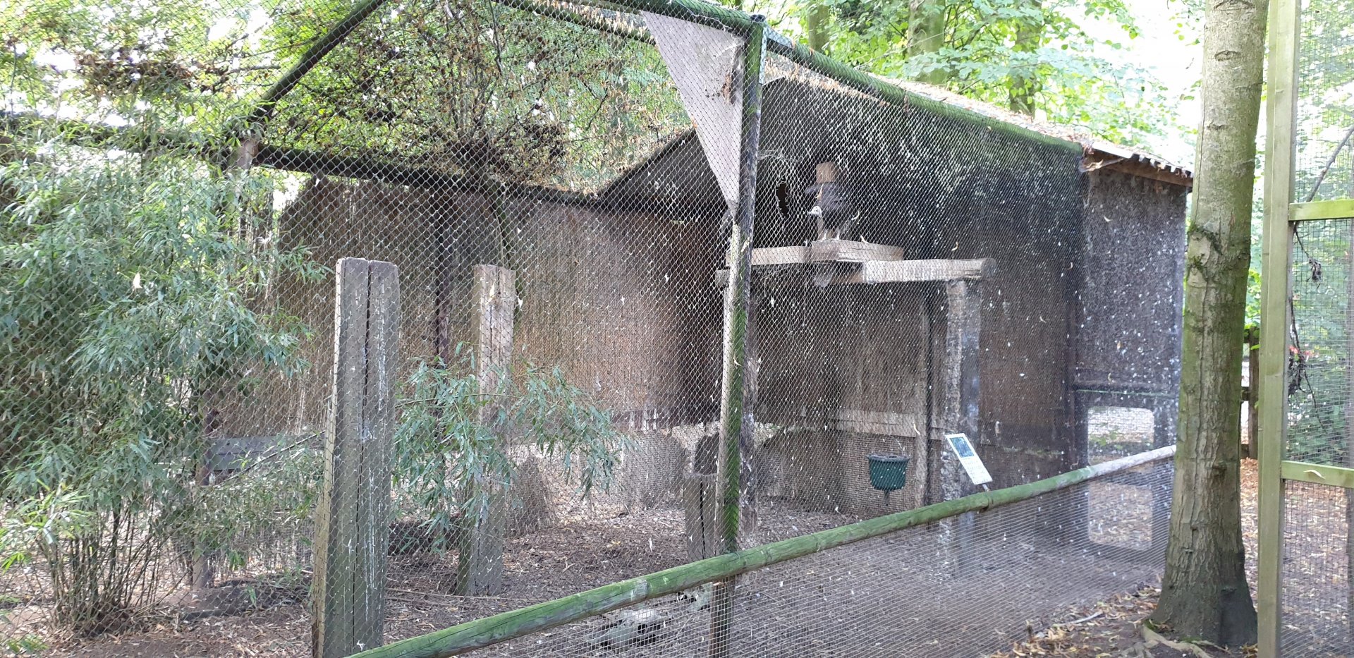 Aviary Hooded vulture