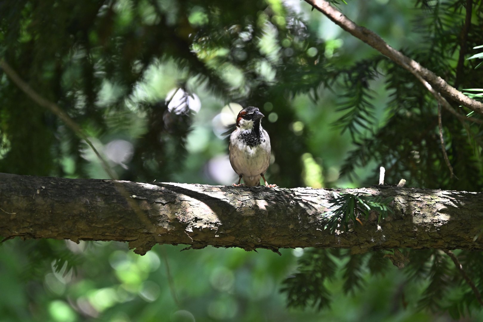 Aviary - House Sparrow (Passer domesticus)