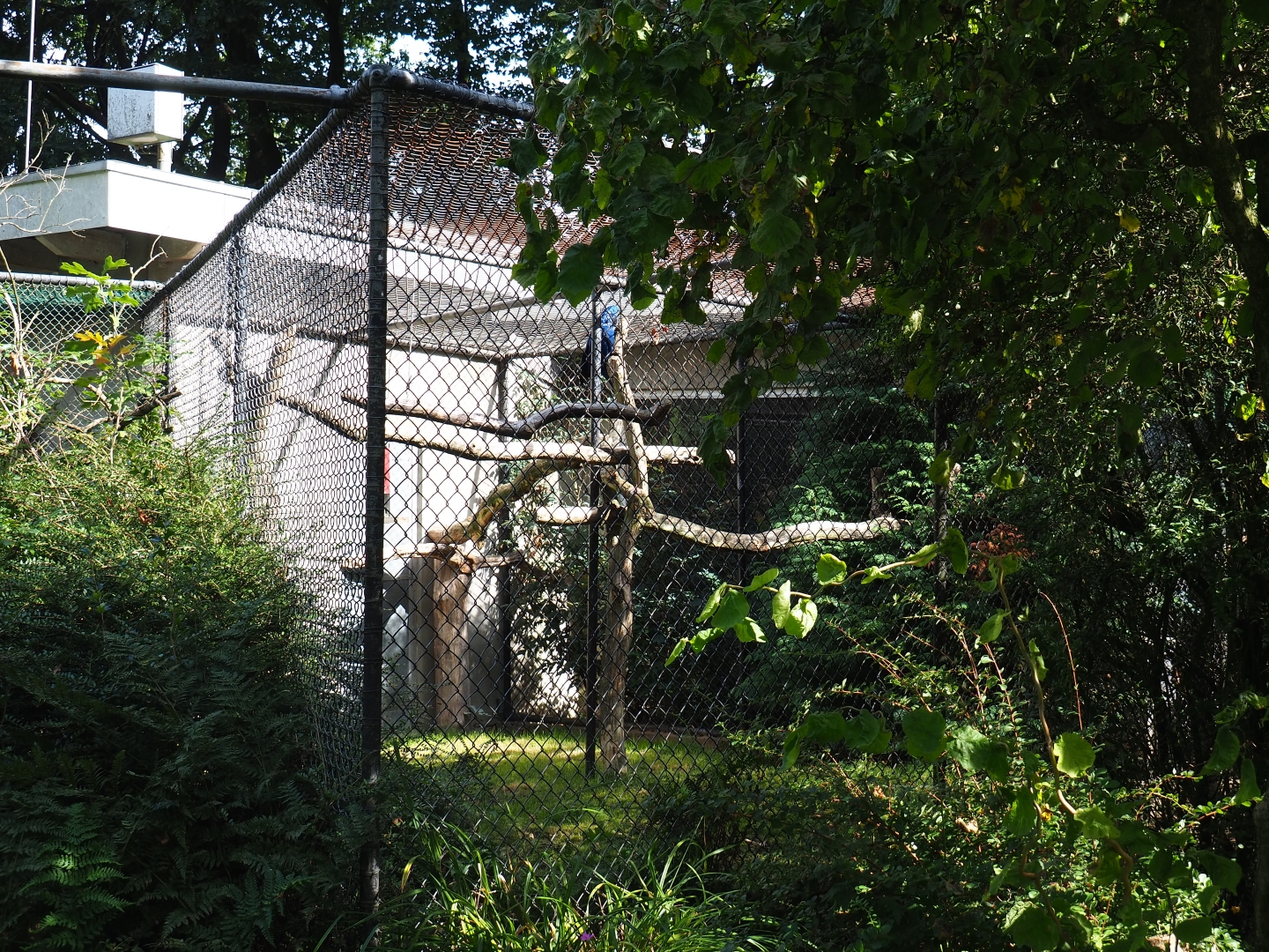 Aviary Hyacinthine macaw (Sep 16th, 2018)