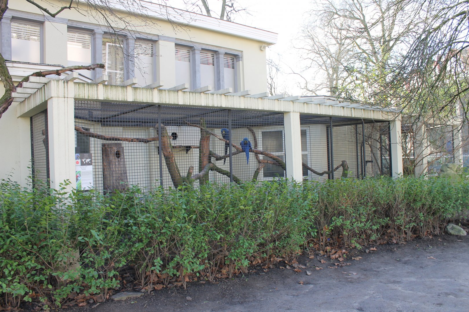 Aviary Hyacinthine macaw
