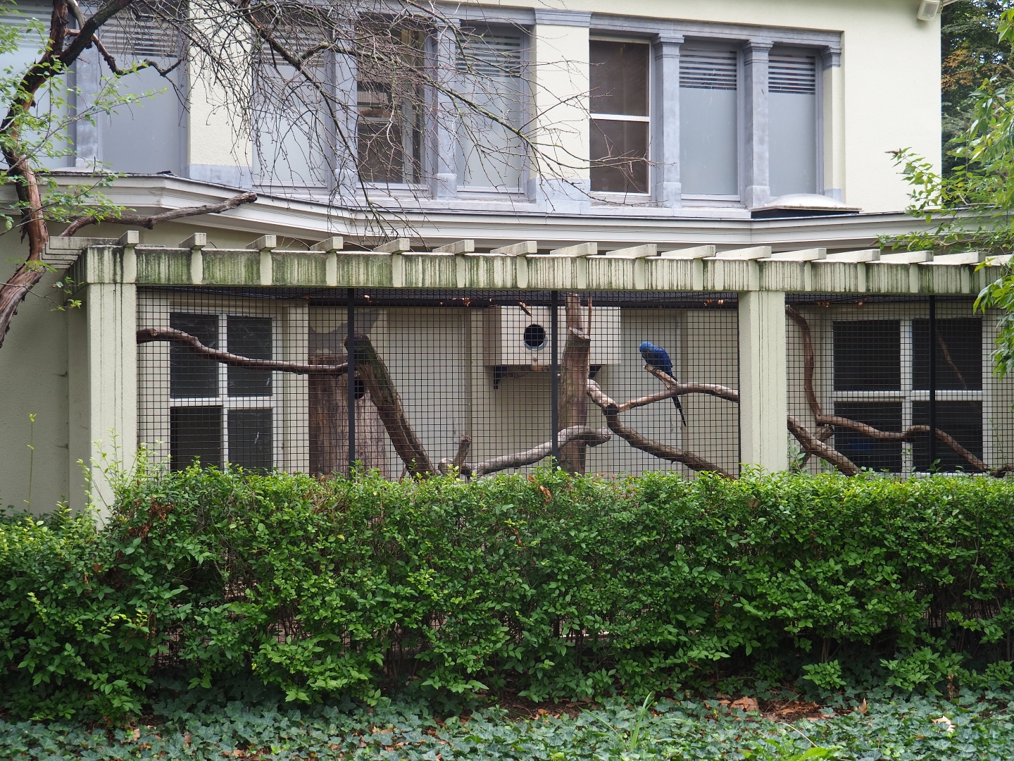 Aviary hyacinthine macaws