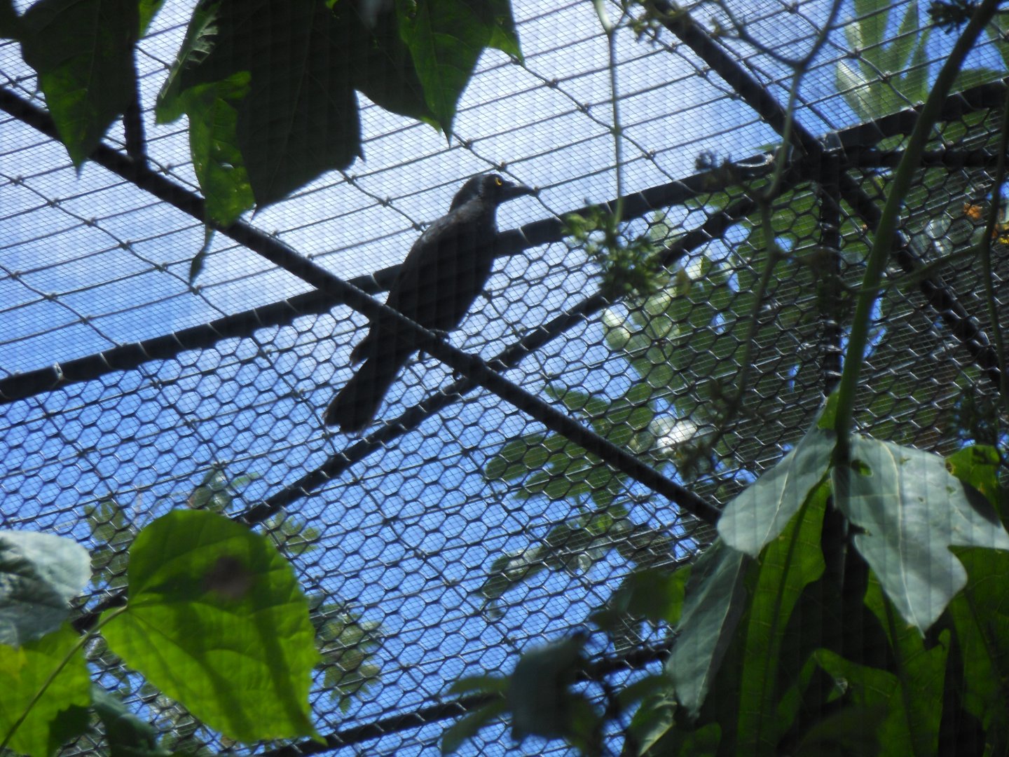 Aviary II