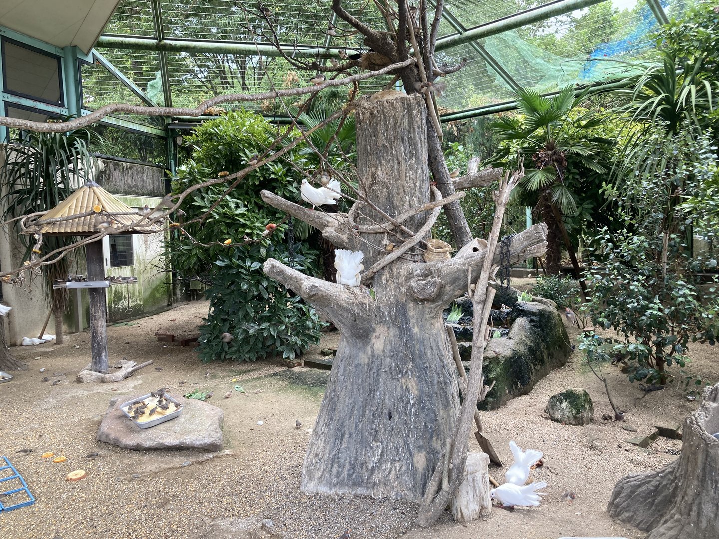 Aviary in Children’s zoo