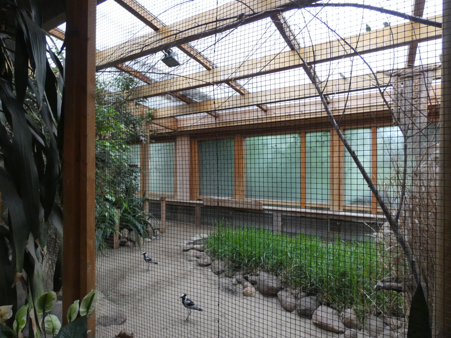Aviary in Giraffe House