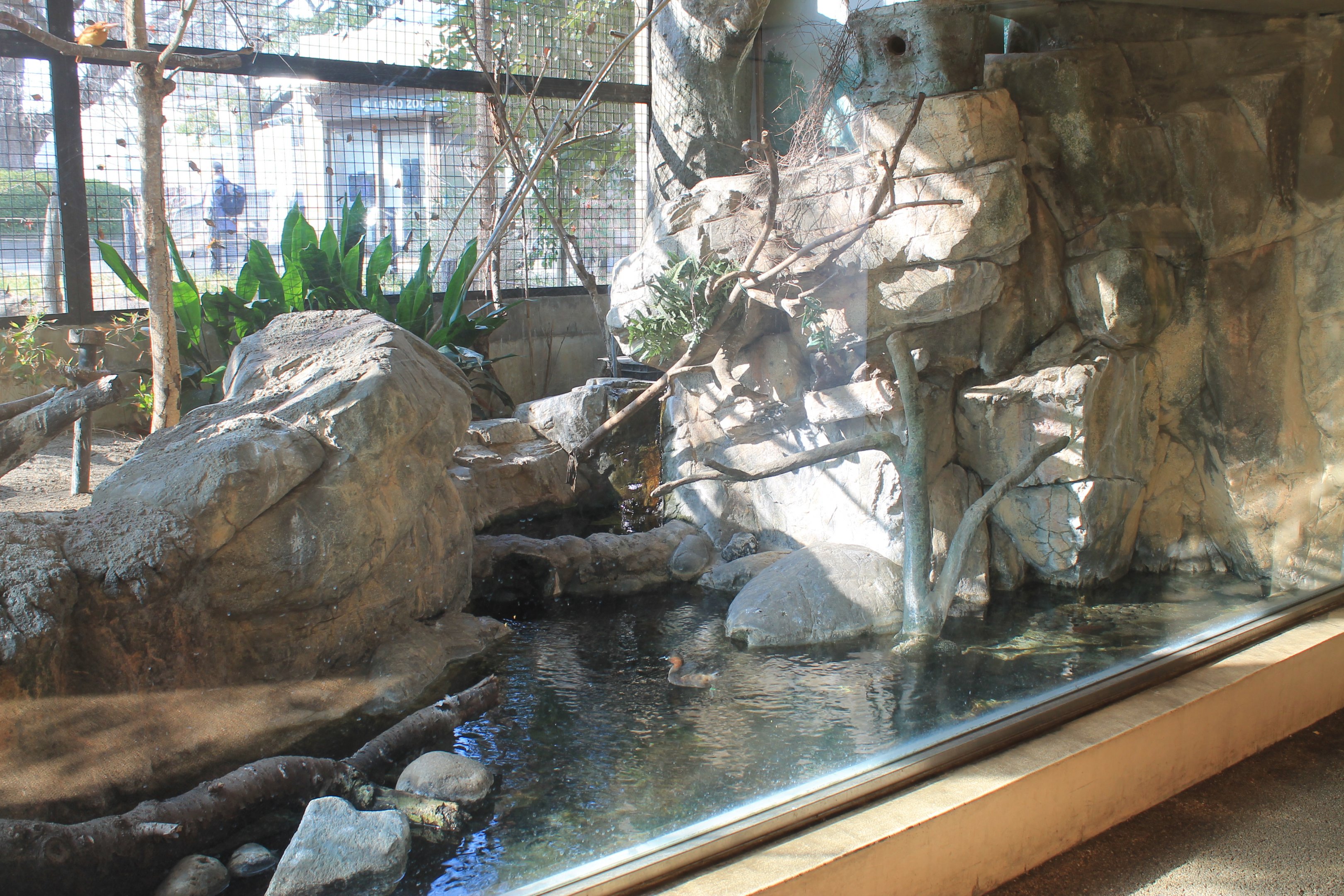 Aviary in Japanese Bird House