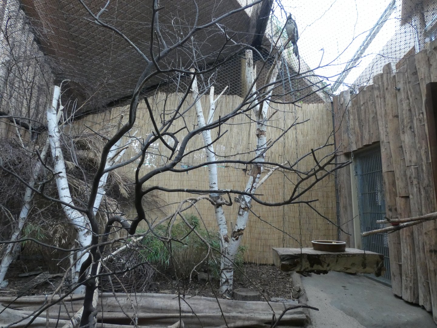 Aviary in Mandrill House