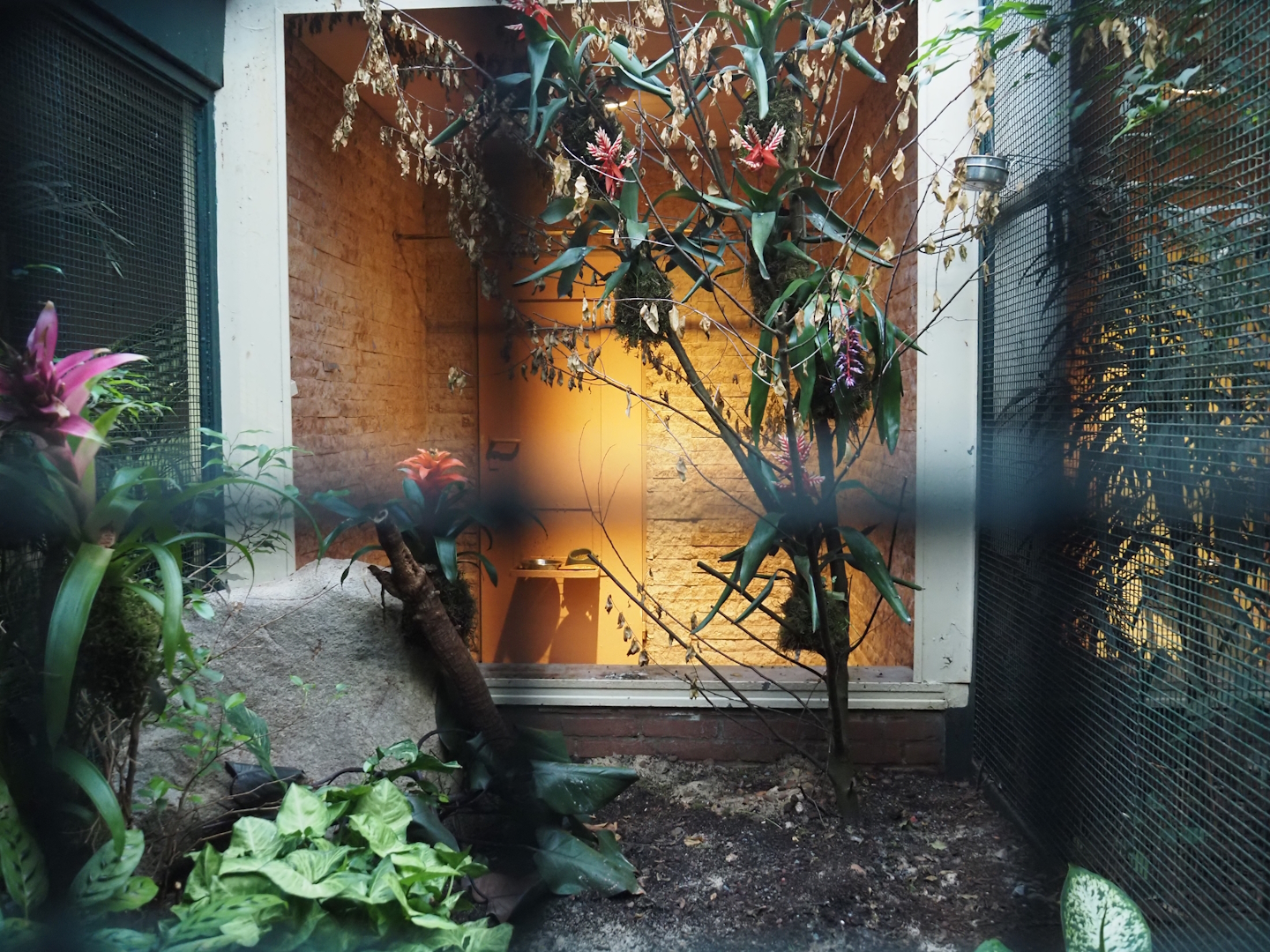 Aviary in Pukara, 2024-05-22