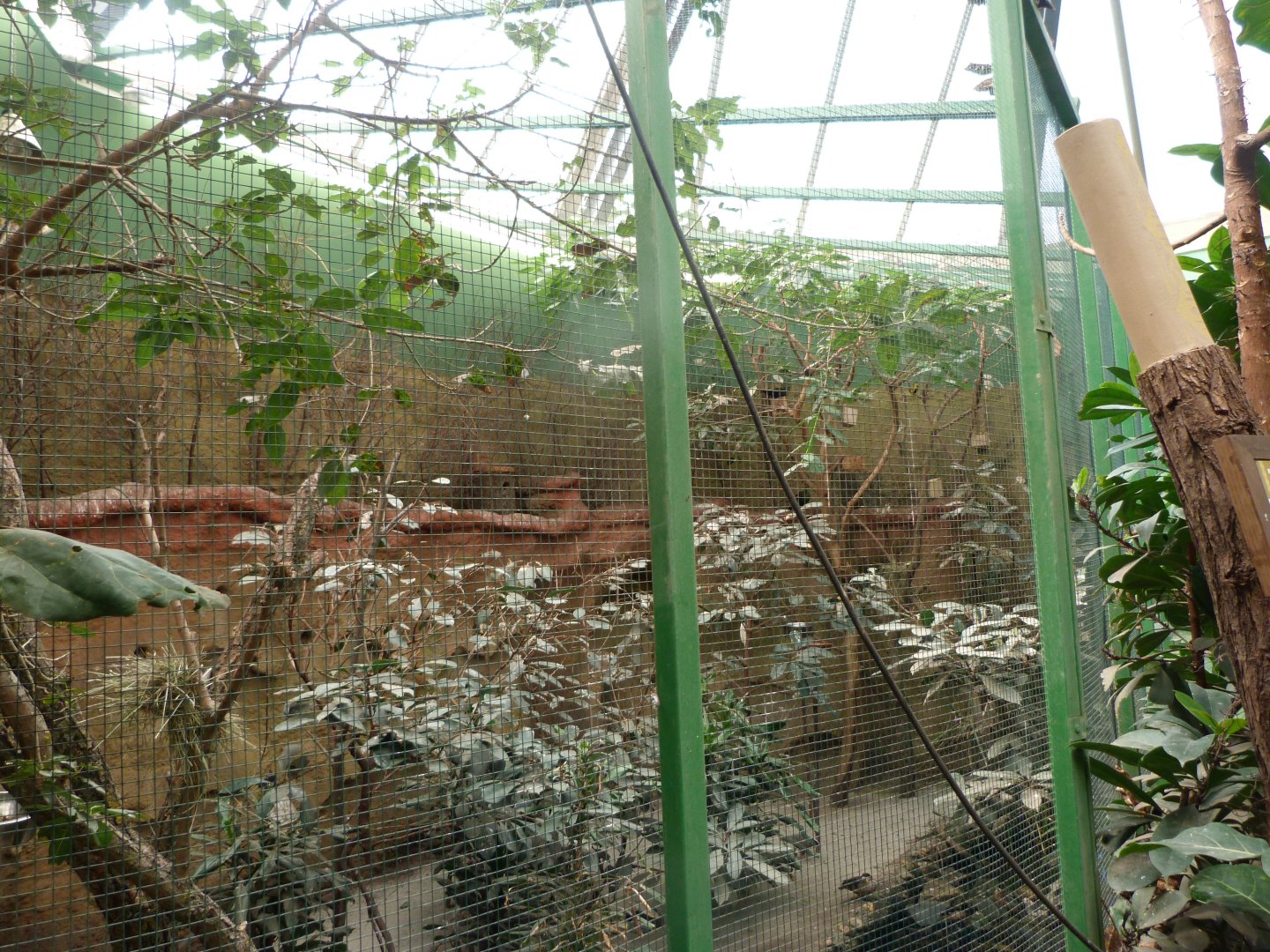 Aviary in the pygmy hippo pavillion -Zoo Plzeň (2025)