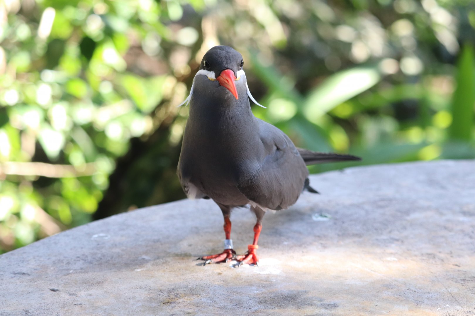 Aviary - Inca Tern