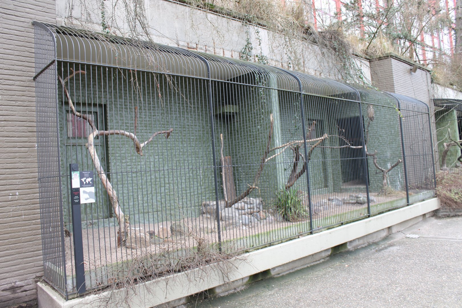 Aviary Indian eagle-owl
