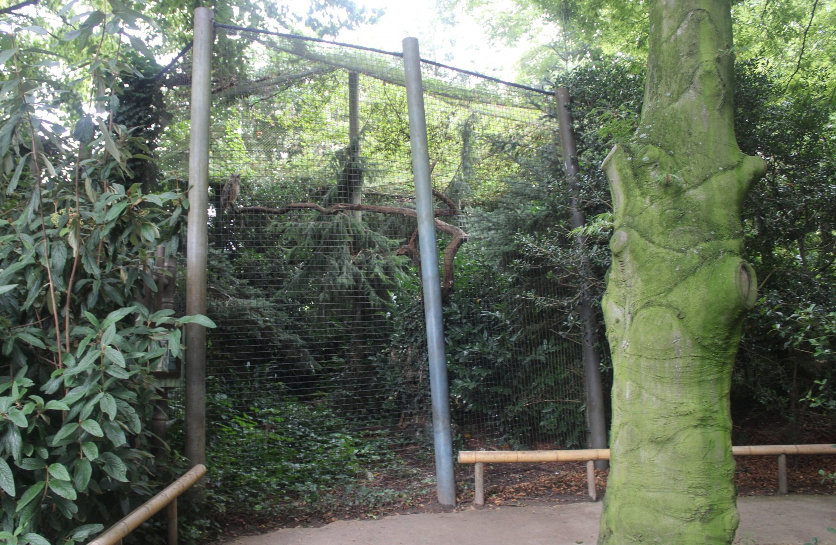 Aviary Indian eagle-owl