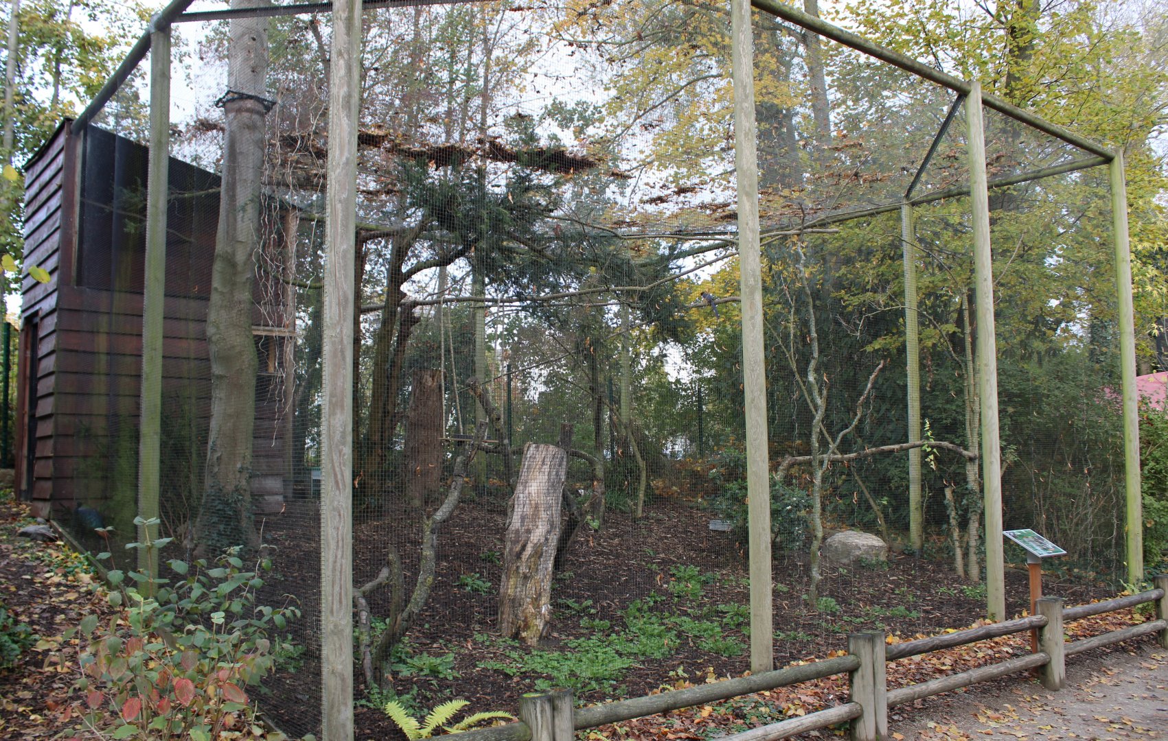 Aviary Indian red-billed blue magpie