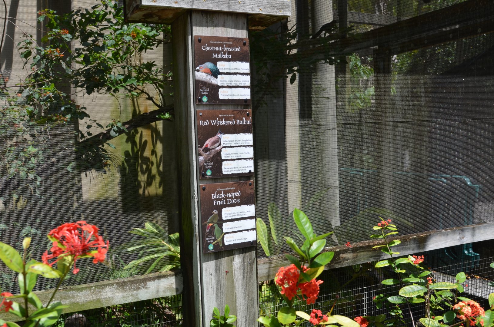 Aviary Interior - Doves