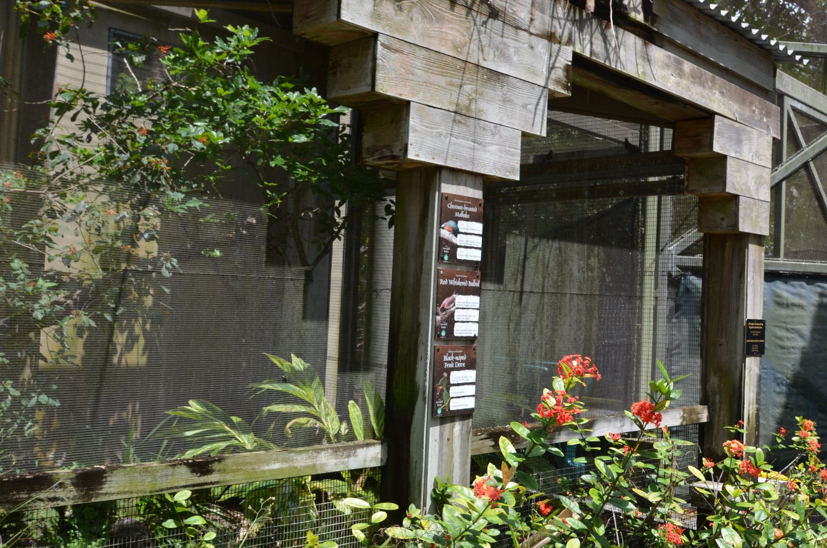 Aviary Interior - Doves