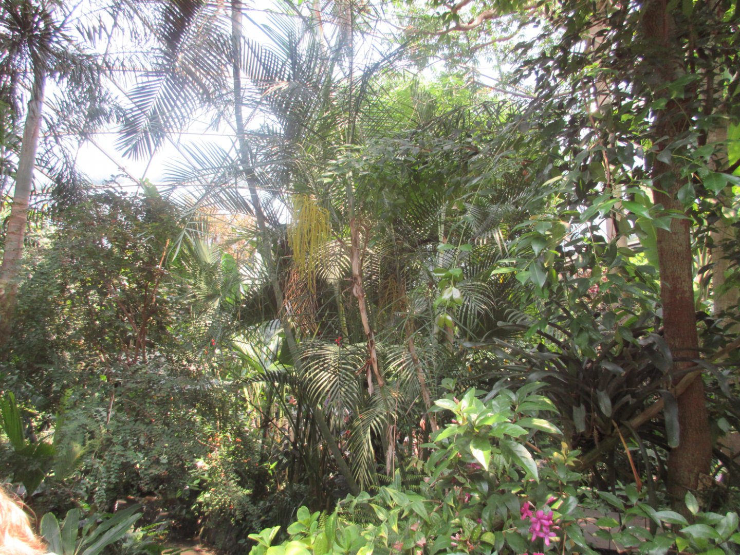 Aviary - Interior Foliage