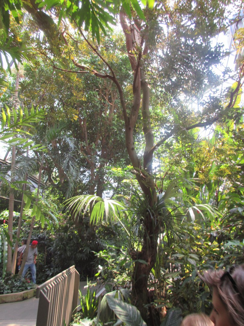 Aviary - Interior Foliage