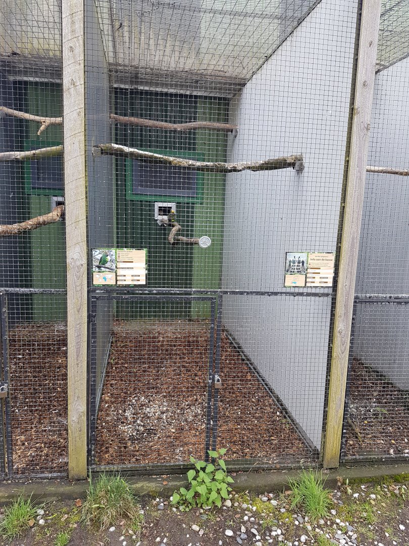 Aviary Jardine parrot