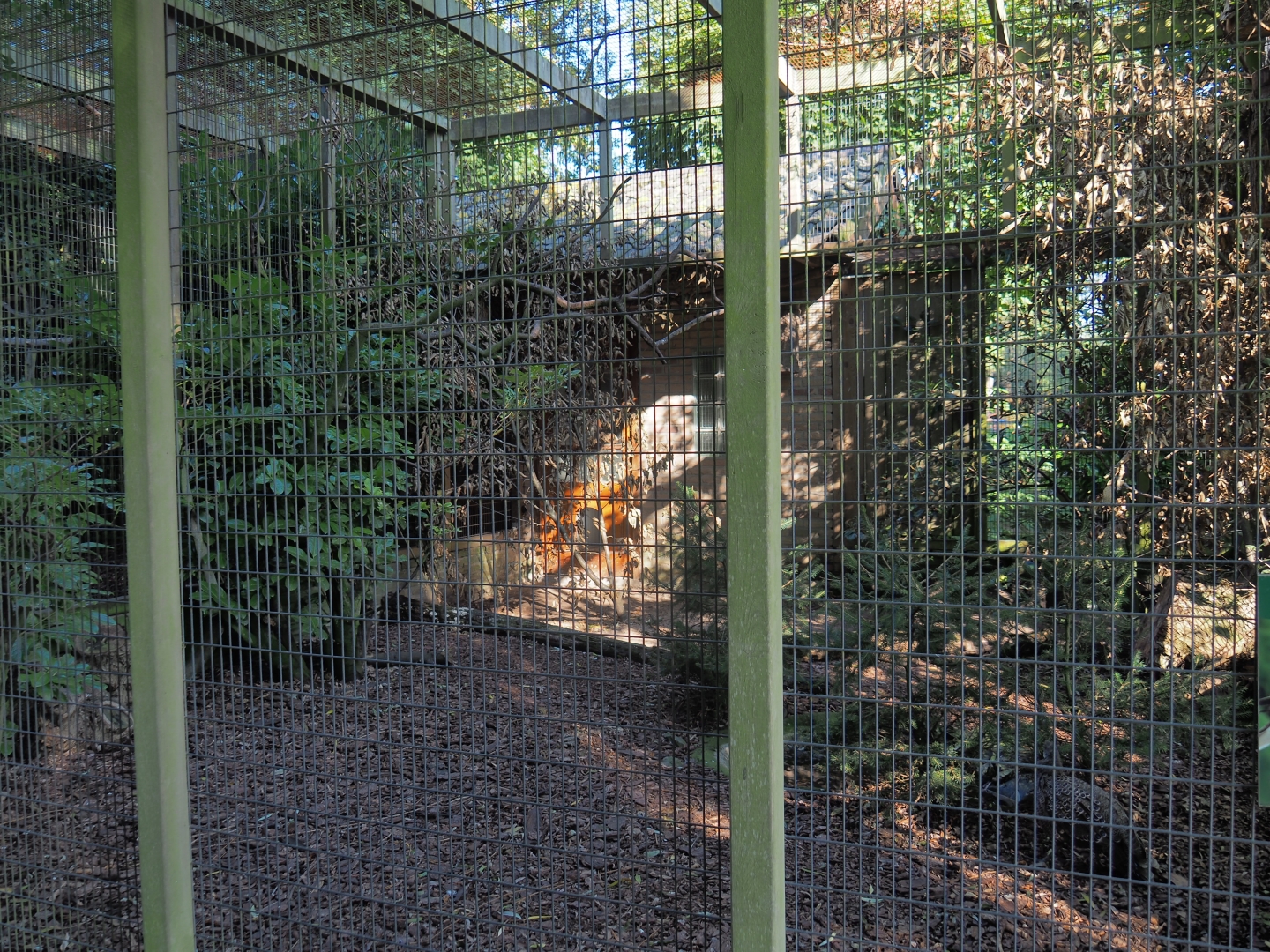 Aviary Jungle myna - Grey peacock-pheasant (Sep 2nd, 2018)