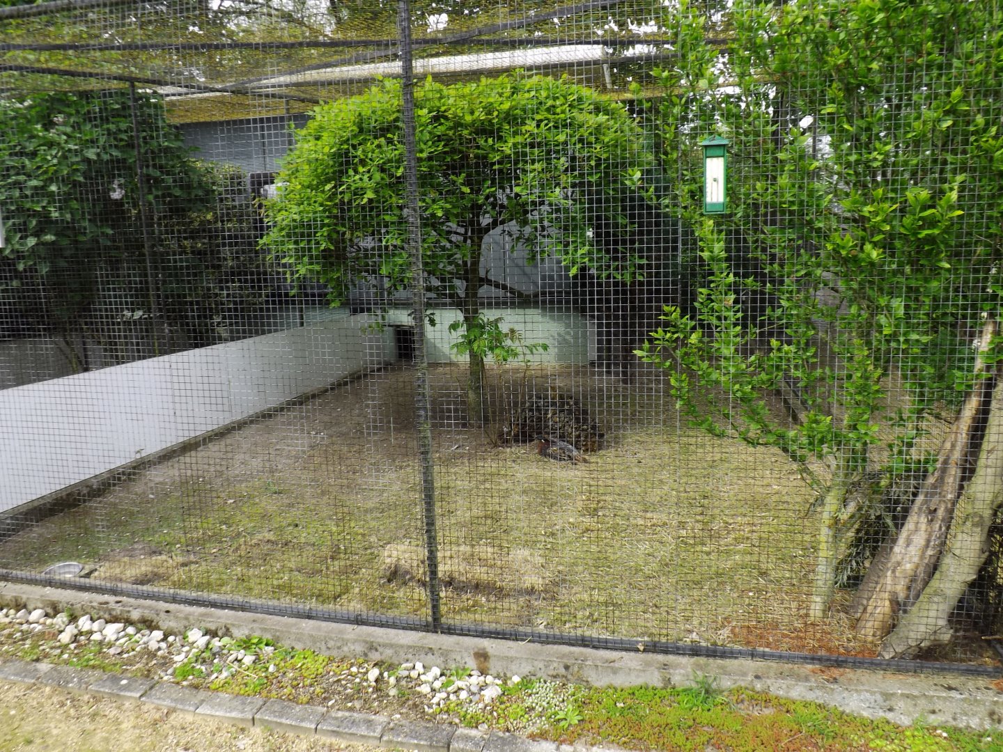 Aviary Koklass Pheasant - 2013/14