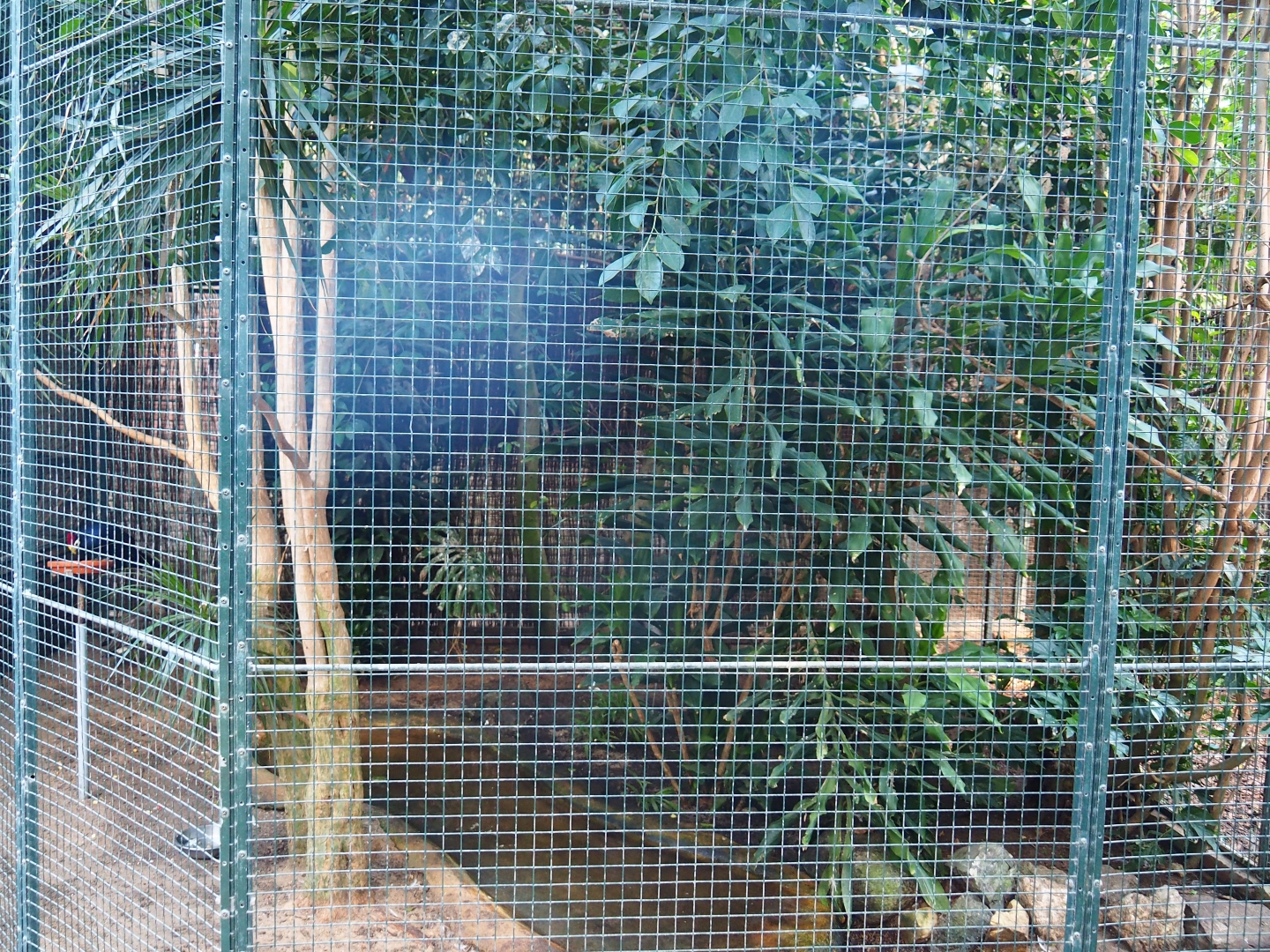 Aviary Lady Ross's turaco - Violet-backed starling - Bush thick-knee (Sep 2nd, 2018)